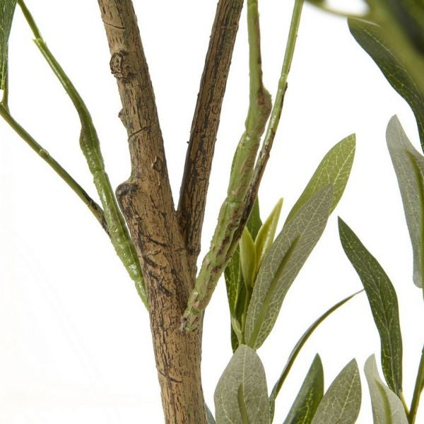 Olive Tree In White Pot