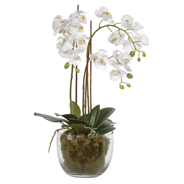 White orchid plant in a clear glass vase on a white background