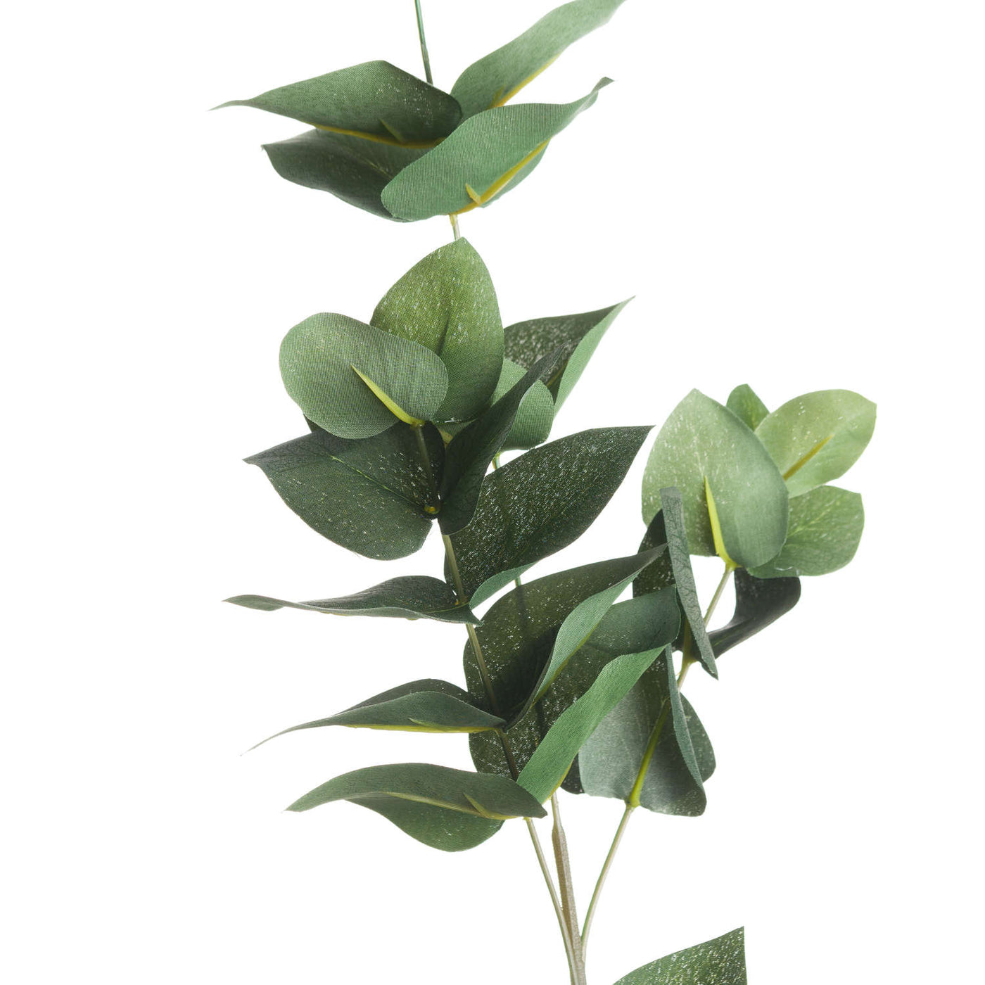 Eucalyptus