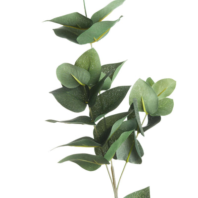 Eucalyptus