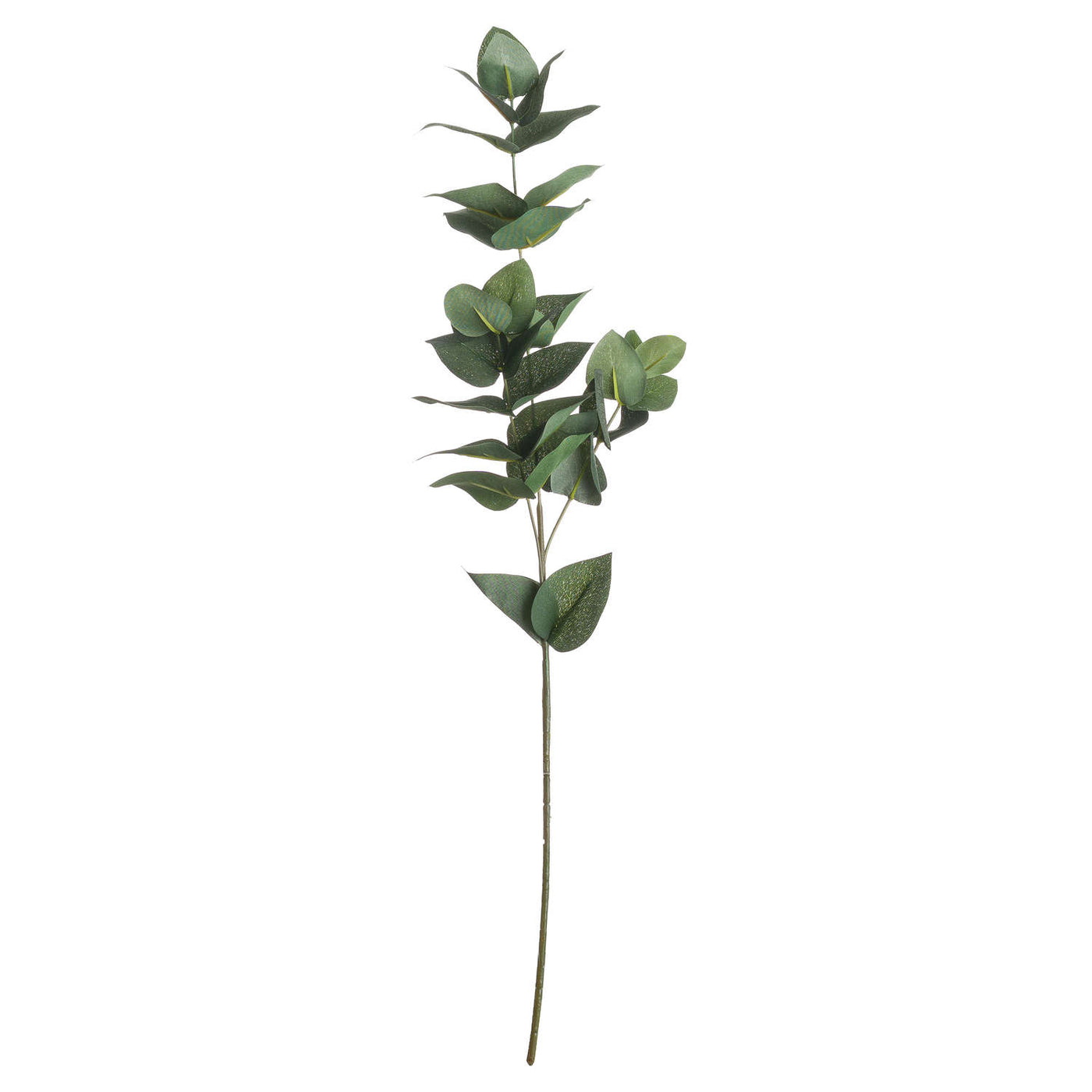 Eucalyptus