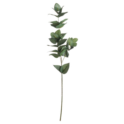 Eucalyptus