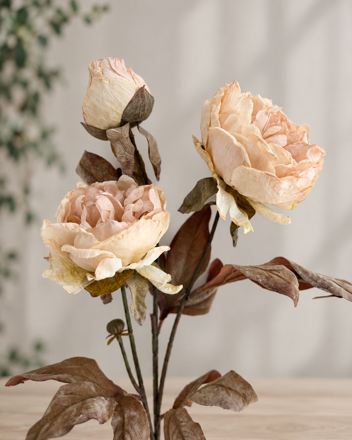 Dried Vintage peony spray Ivory/Blush