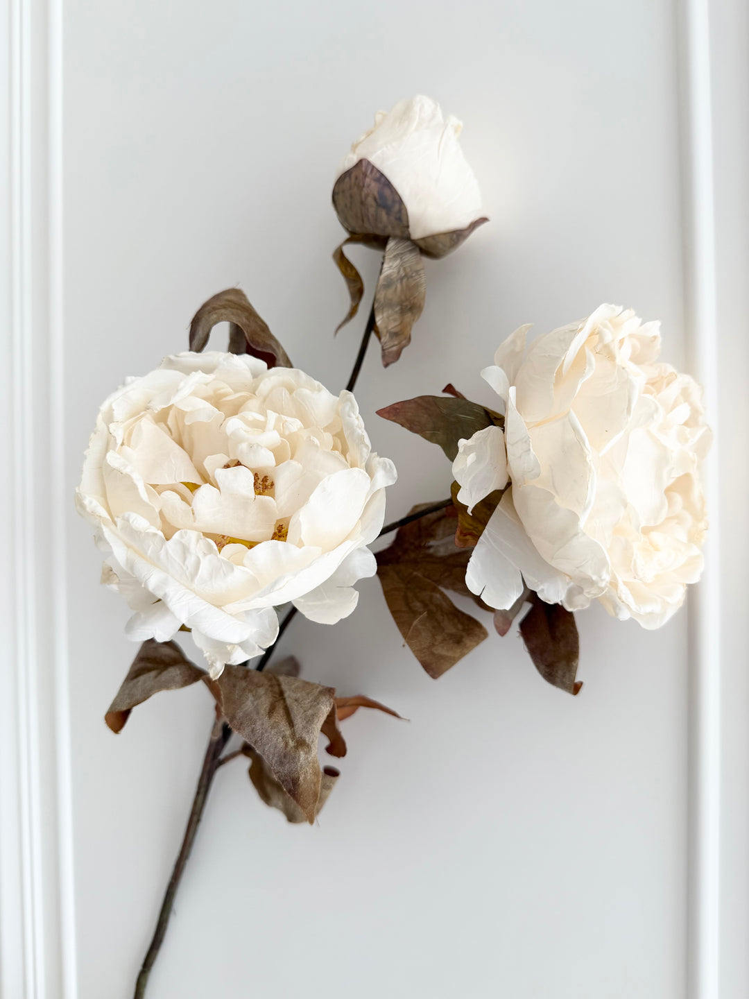 Dried Faux Ivory Peony