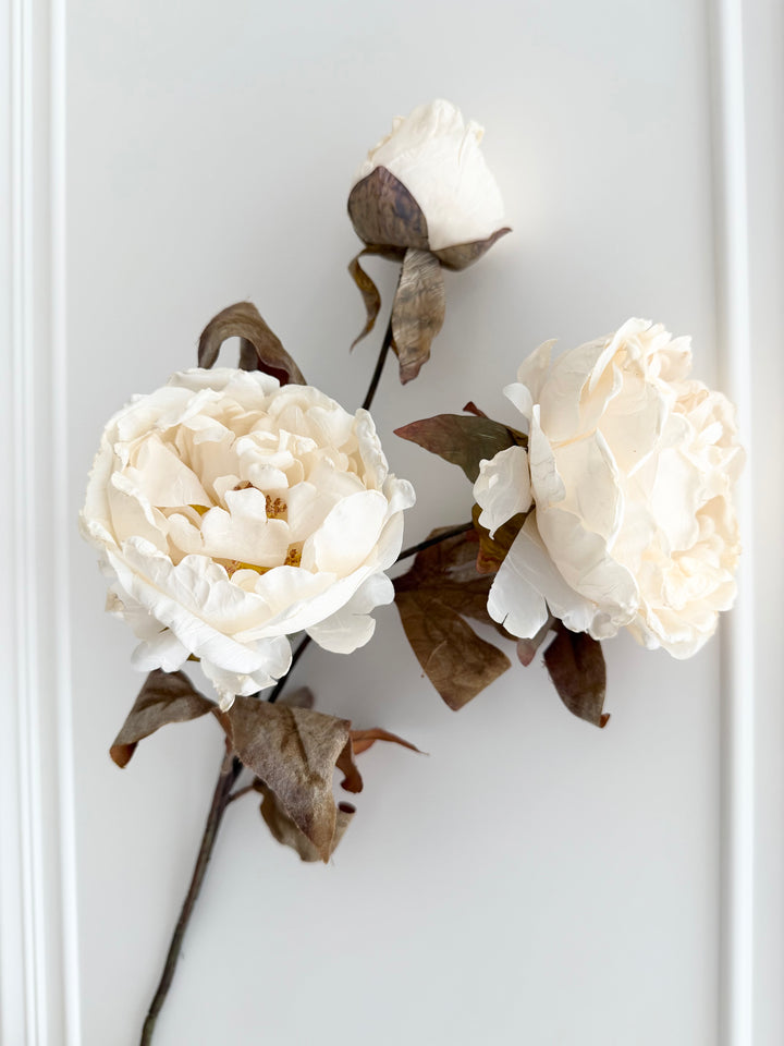 Dried Faux Ivory Peony