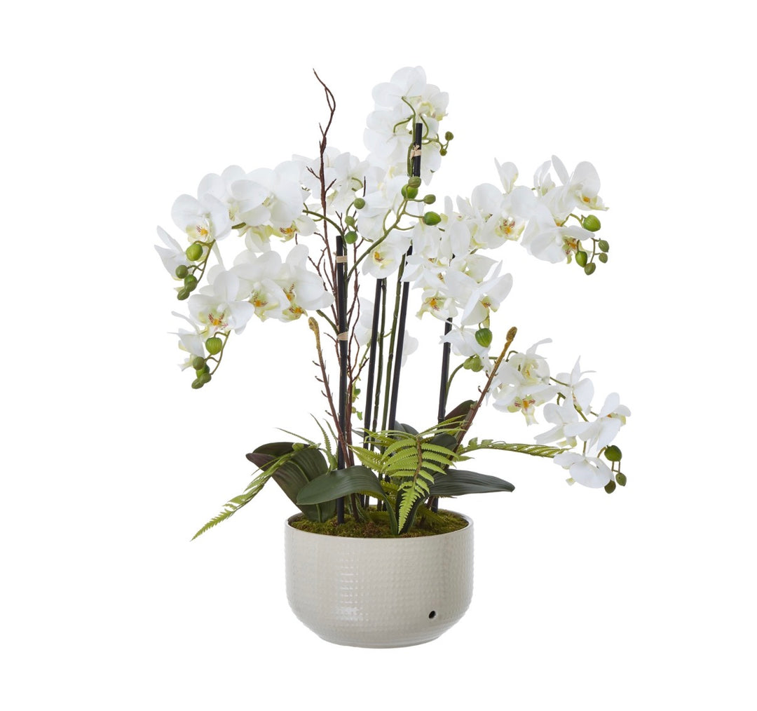 Large White Orchid In Ceramic Pot