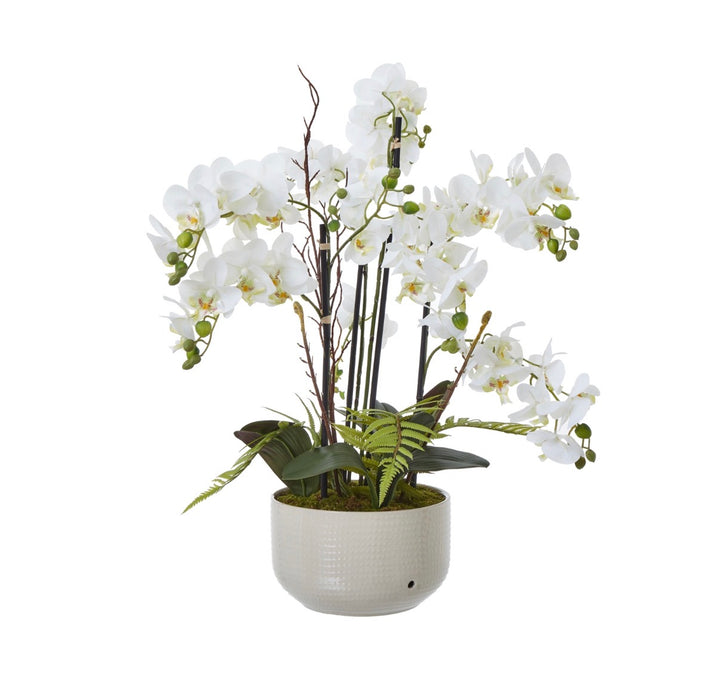 Large White Orchid In Ceramic Pot