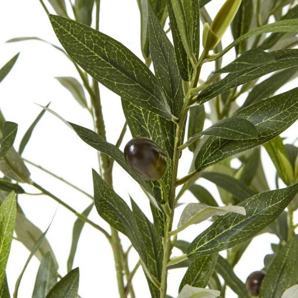 Olive Tree In White Pot