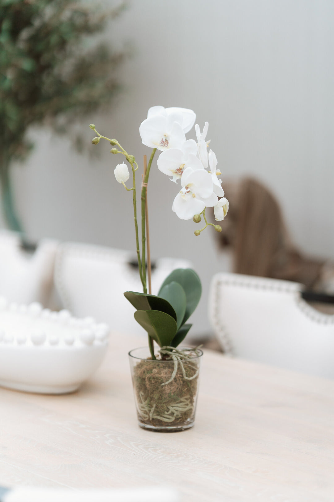 White Orchid Phalaenopsis Plant with Moss in Glass Pot Shaped Bowl