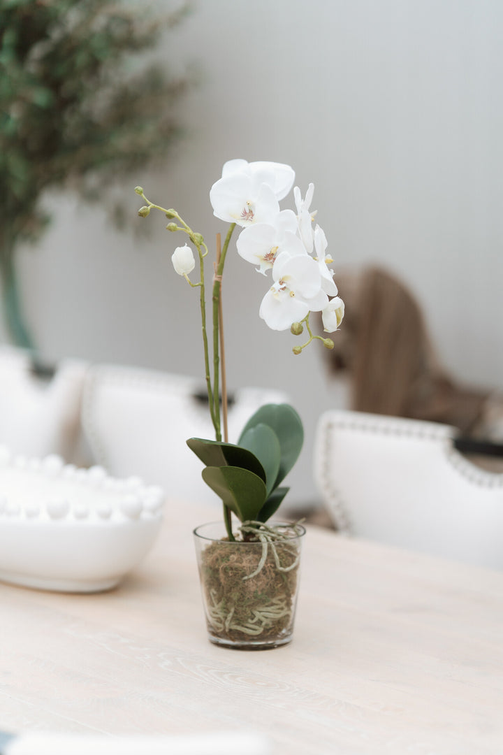 White Orchid Phalaenopsis Plant with Moss in Glass Pot Shaped Bowl