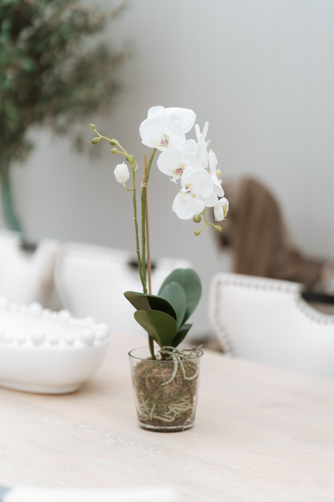White Orchid Phalaenopsis Plant with Moss in Glass Pot Shaped Bowl
