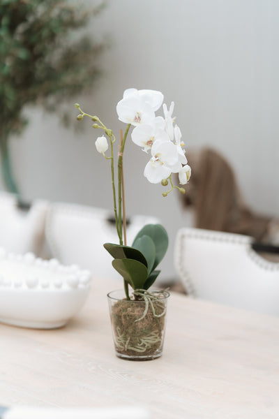 White Orchid Phalaenopsis Plant with Moss in Glass Pot Shaped Bowl