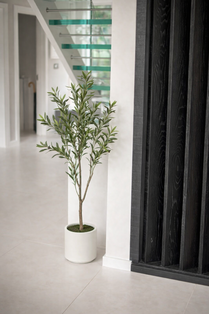 Olive Tree In White Pot