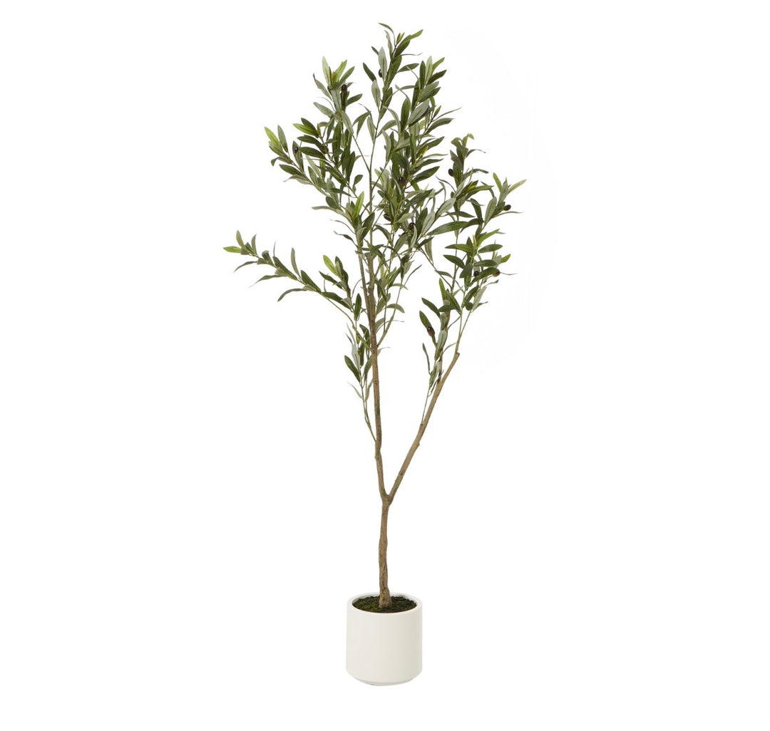 Olive Tree In White Pot