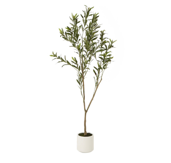 Olive Tree In White Pot