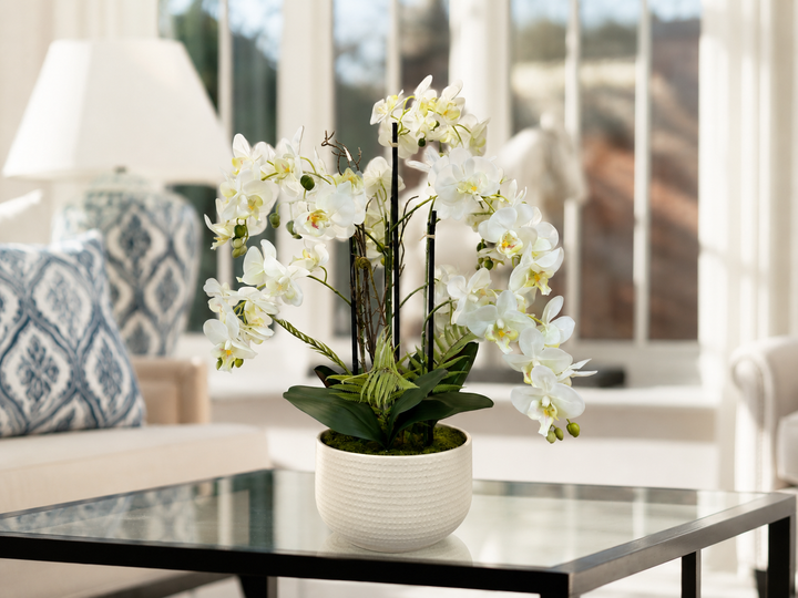 Large White Orchid In Ceramic Pot