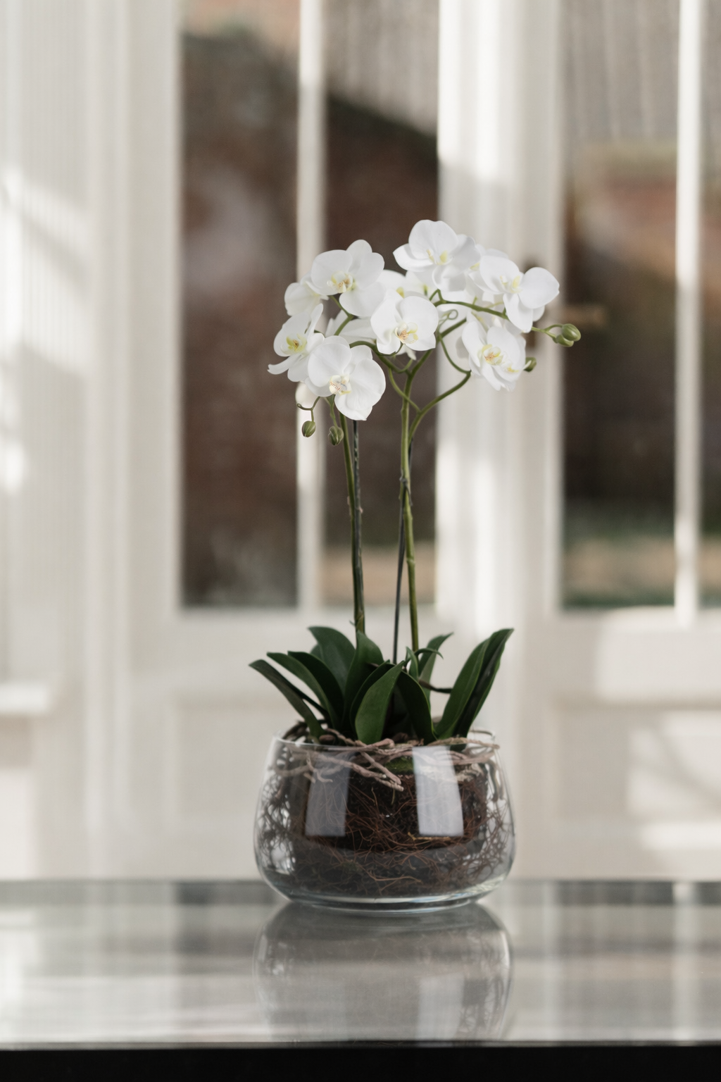 White Orchid In Glass Pot
