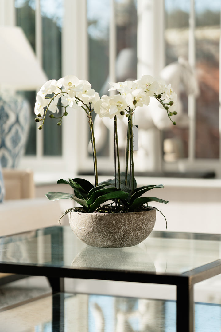 White orchid in a pot on a glass table with a blurred background
