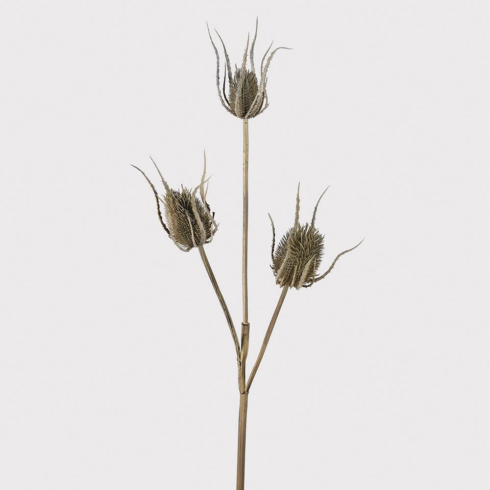 Dried plant stem with thistle-like seed heads on a light gray background