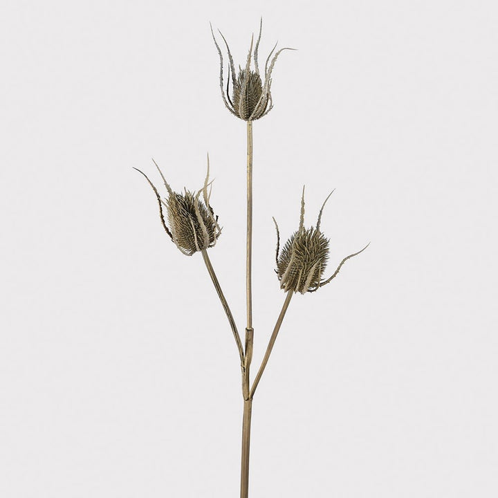 Dried plant stem with thistle-like seed heads on a light gray background
