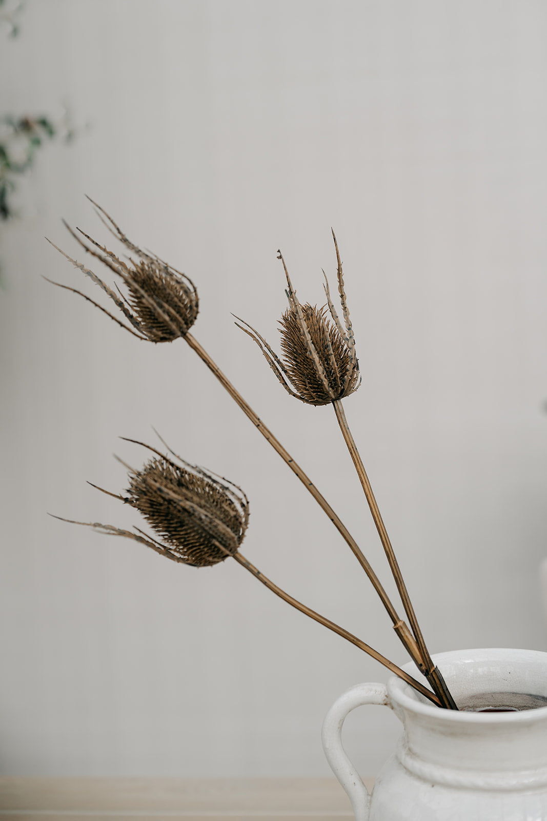 Three dried brown seed-head stems arranged in a white ceramic pitcher against a soft light gray background.