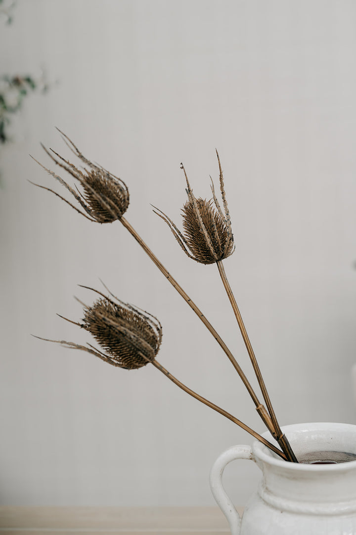 Three dried brown seed-head stems arranged in a white ceramic pitcher against a soft light gray background.