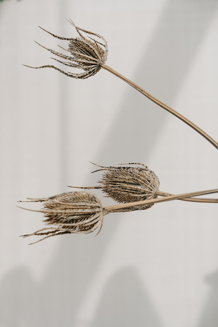 Dried botanical stems with seed heads arranged against a plain light background, casting soft shadows.