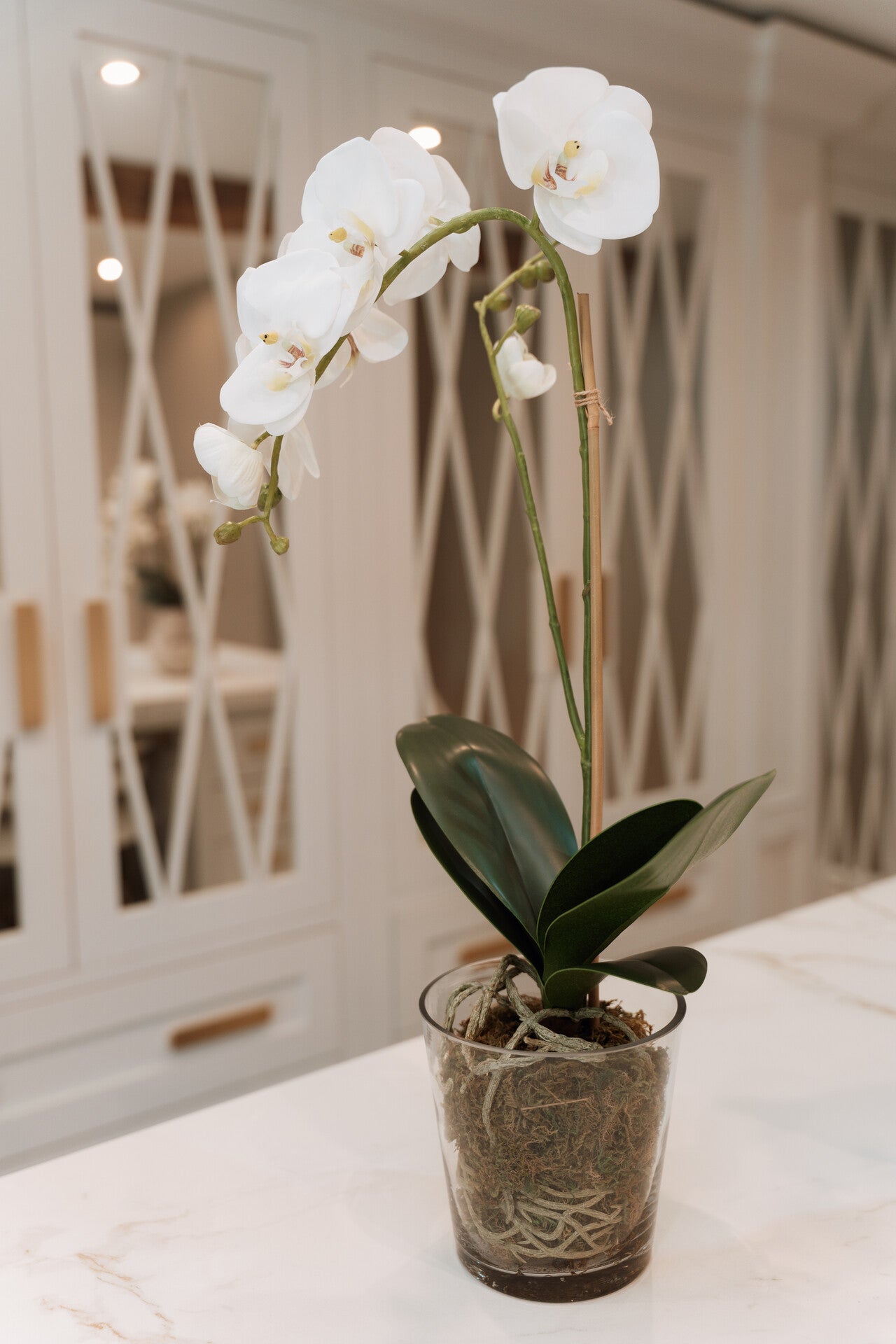 White Orchid Phalaenopsis Plant with Moss in Glass Pot Shaped Bowl