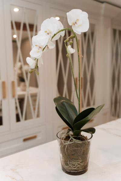 White Orchid Phalaenopsis Plant with Moss in Glass Pot Shaped Bowl