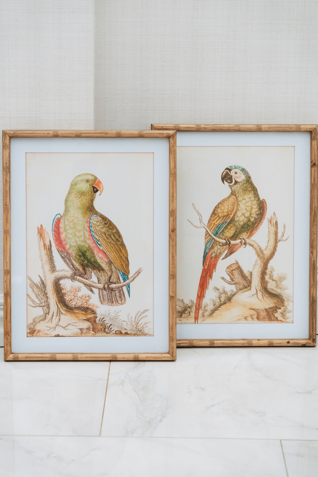 Set of 2 Parrot Pictures