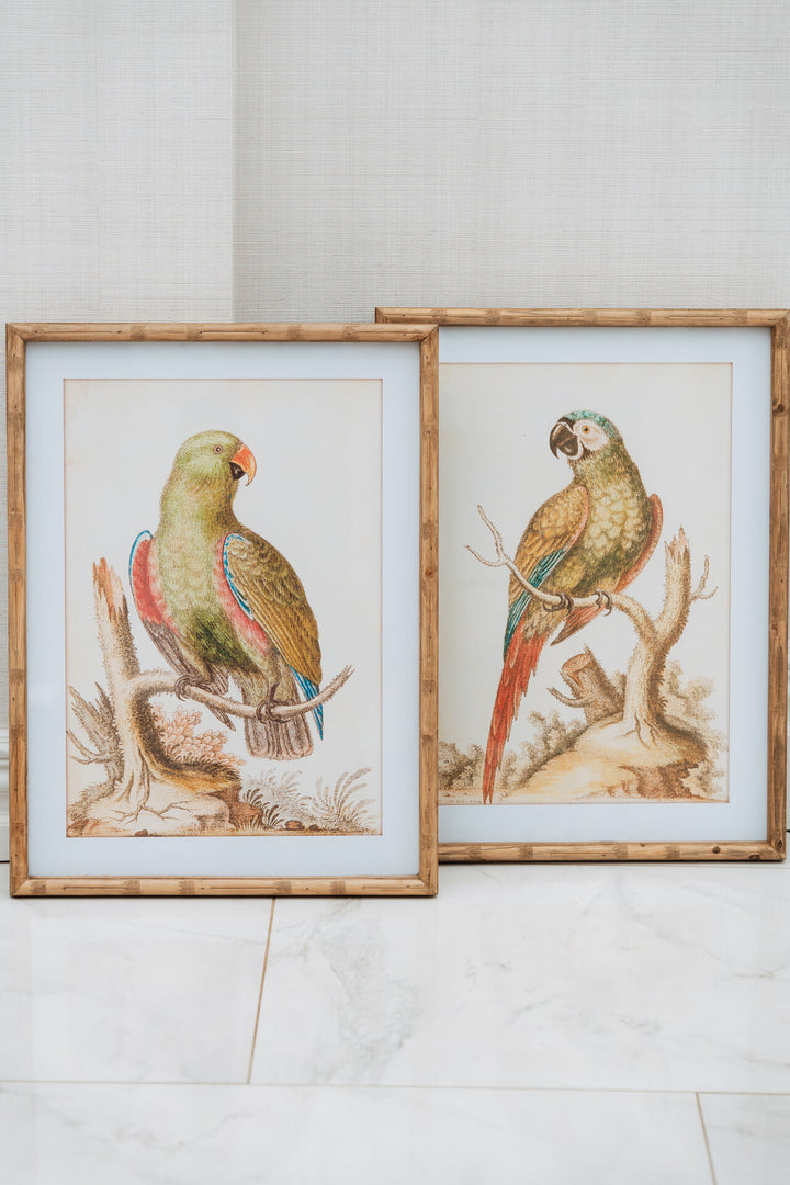 Set of 2 Parrot Pictures