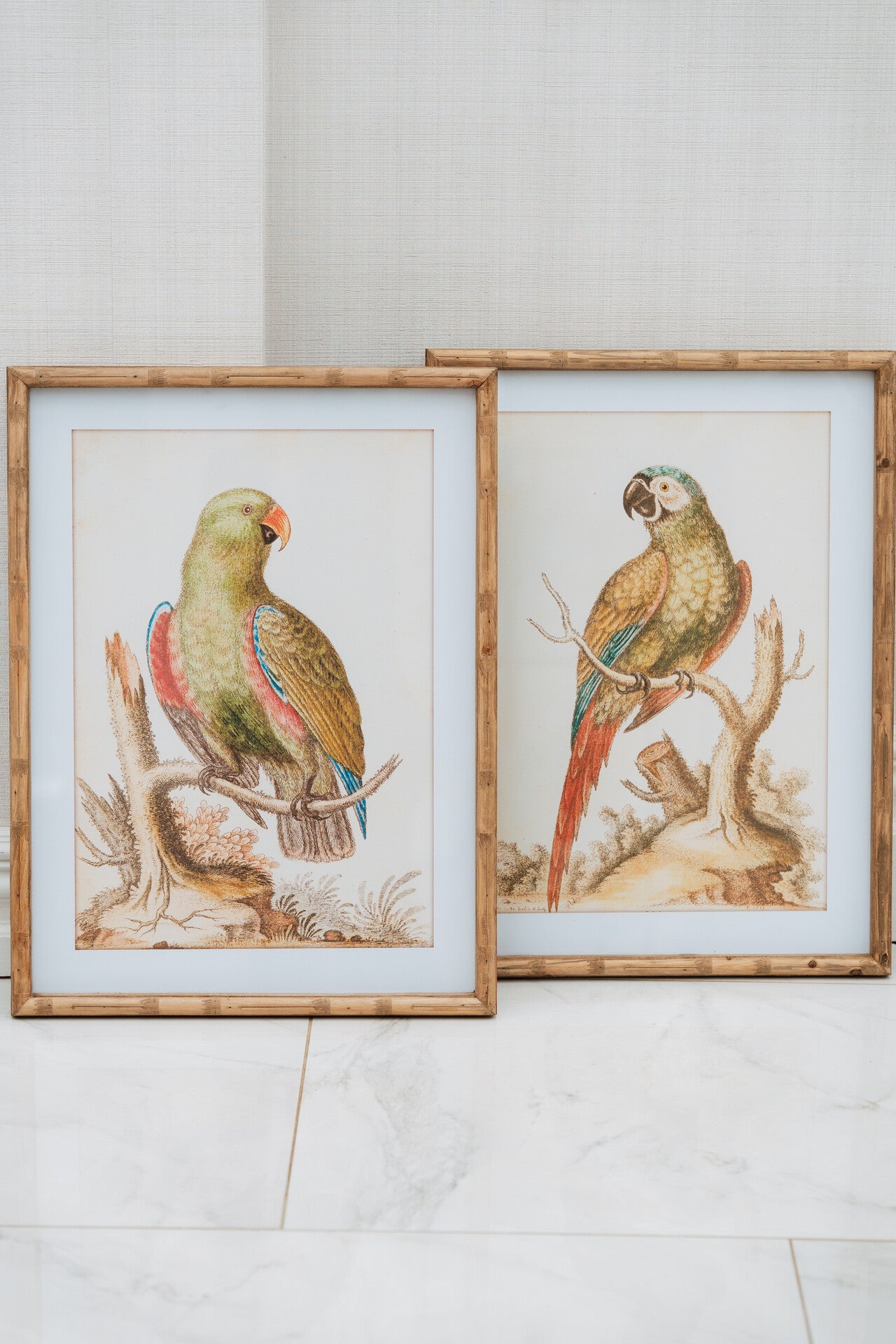 Set of 2 Parrot Pictures