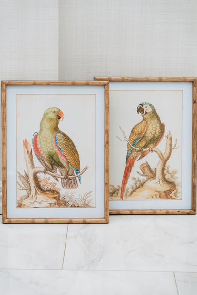 Set of 2 Parrot Pictures