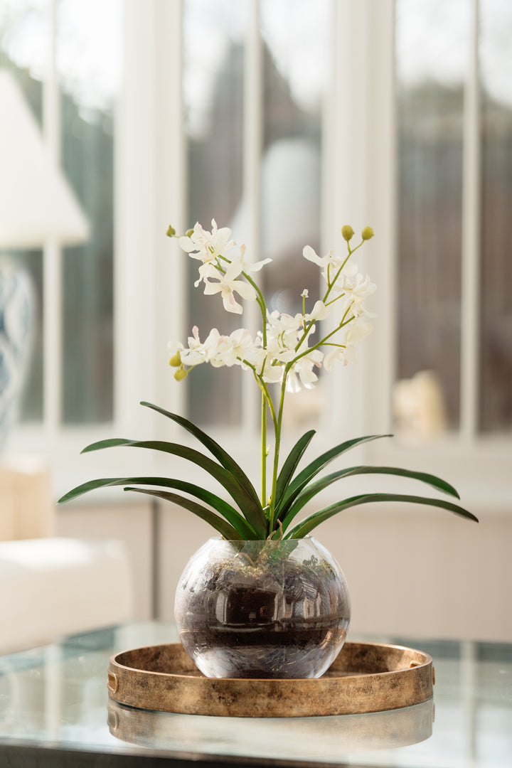 White Orchid with Moss in Glass Vase