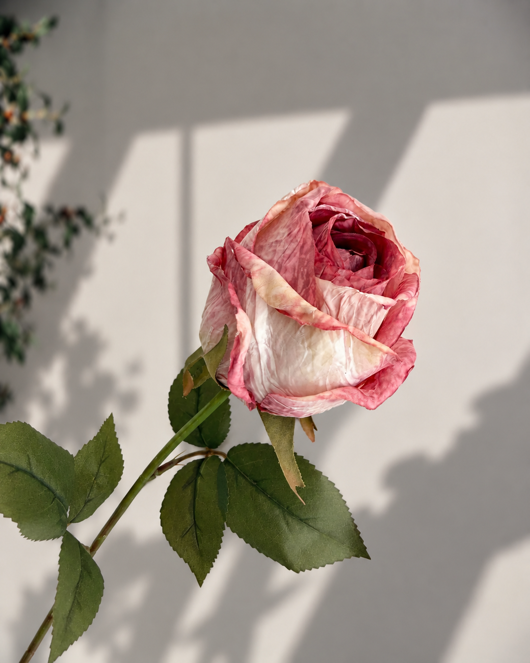 A single dried rose stem with pink and cream petals and green leaves, photographed against a light wall with soft shadows.