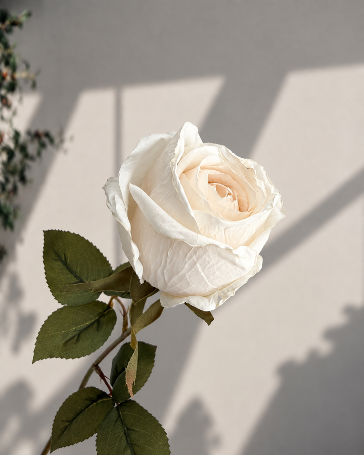 A single cream-colored rose with green leaves on a stem, photographed against a light beige wall with soft shadows cast across it.