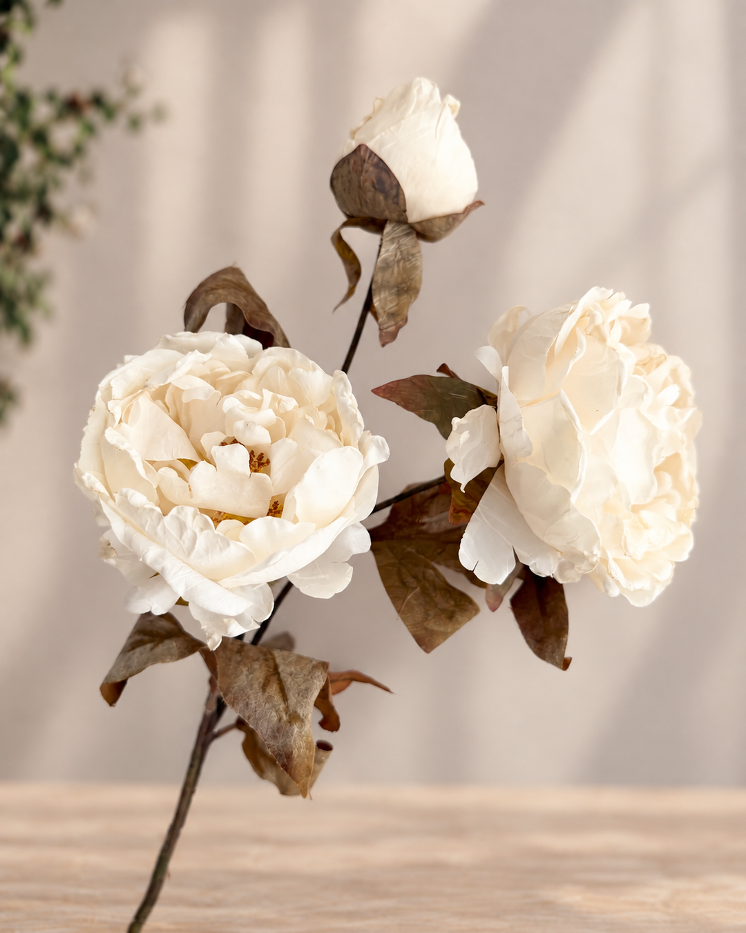 Two large cream-colored peony flowers on a single stem with brown dried leaves, displayed against a soft beige background.