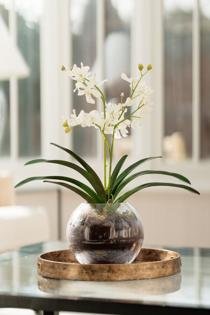 White Orchid with Moss in Glass Vase