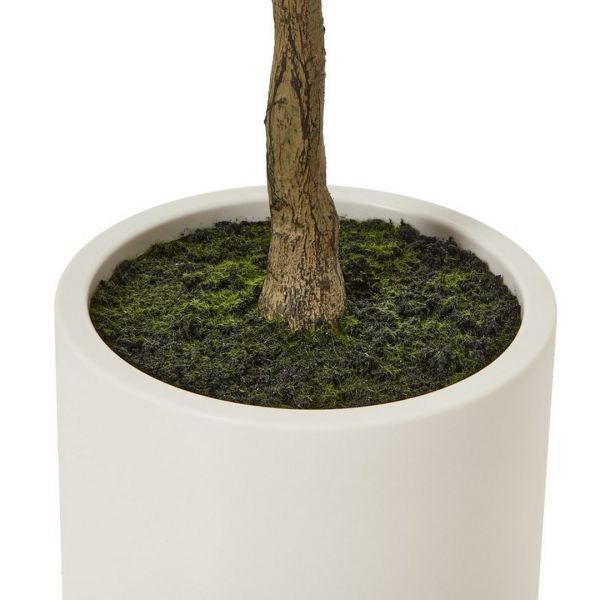 Olive Tree In White Pot