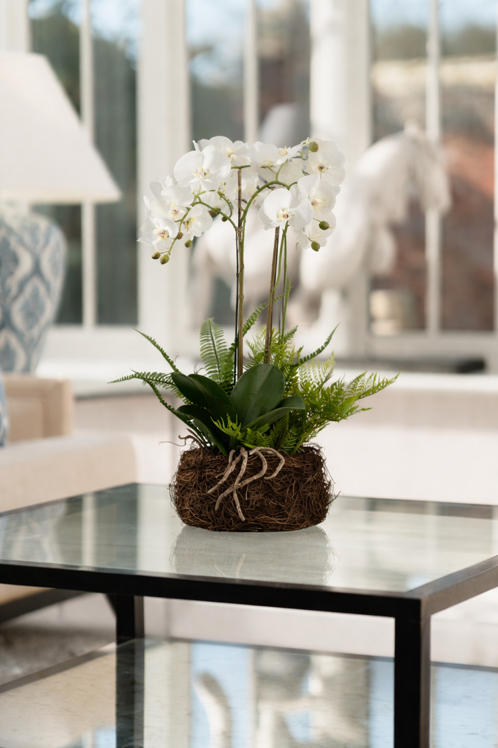 Large White Orchid And Fern Garden in Rootball