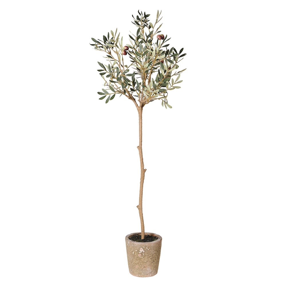 Potted olive tree on a white background