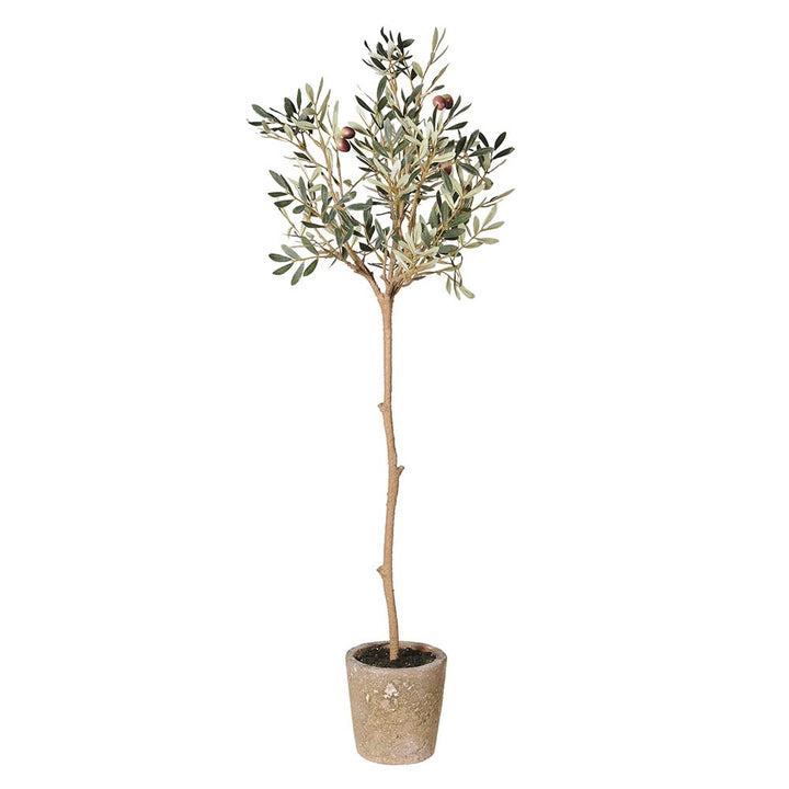 Potted olive tree on a white background