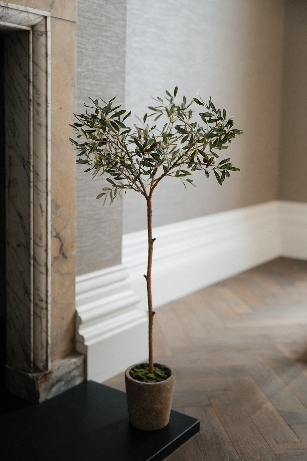 A potted olive tree with green leaves and small brown fruits, planted in a textured brown pot, set on a black table in a room with a marble fireplace and wood floors.