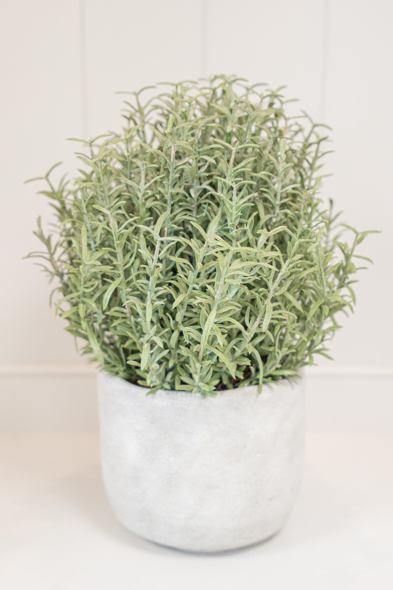 Rosemary Bush Ball in Grey Cement Pot2