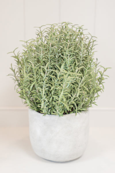 Rosemary Bush Ball in Grey Cement Pot2