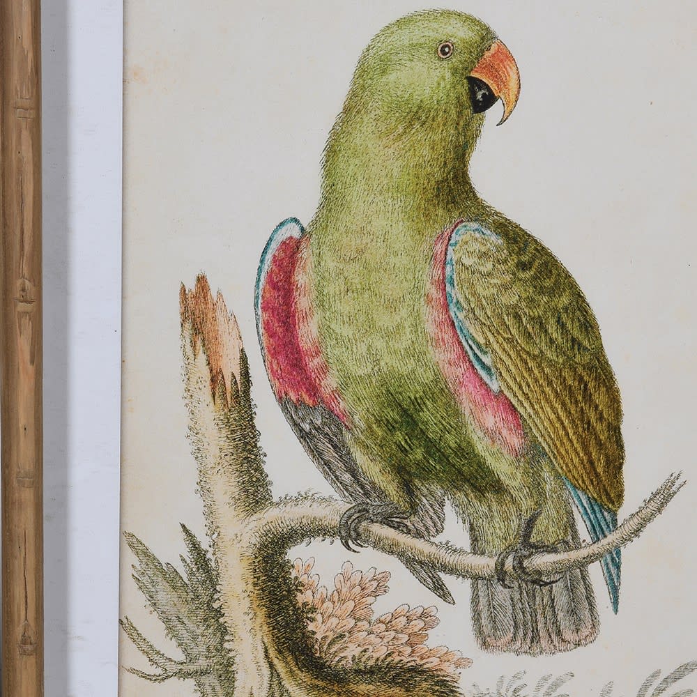 Set of 2 Parrot Pictures