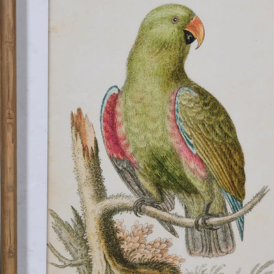 Set of 2 Parrot Pictures
