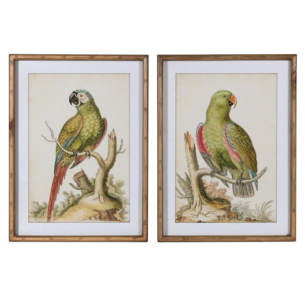 Set of 2 Parrot Pictures