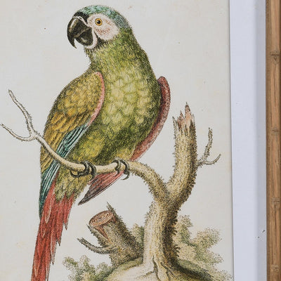 Set of 2 Parrot Pictures