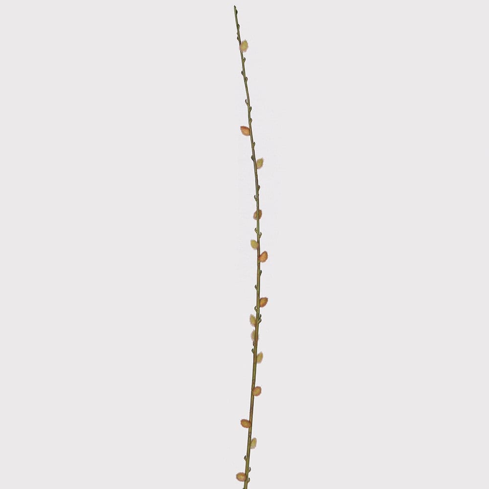 A single long, thin brown twig or branch with small orange-brown buds, centered vertically on a plain light gray background.